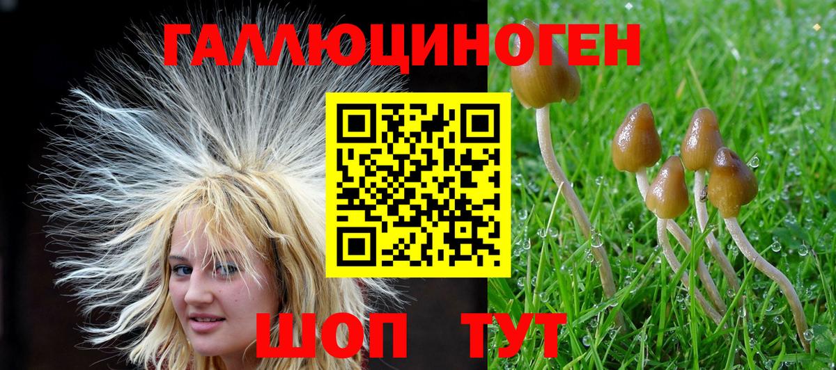 Галлюциногенные грибы Psilocybe Котлас